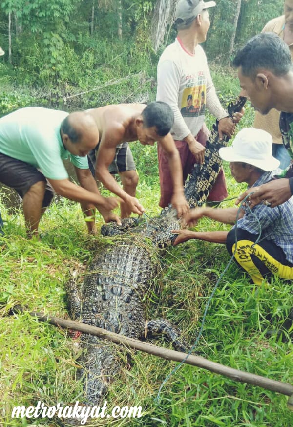 Buaya Tertangkap, Warga Makarti Bernapas Lega