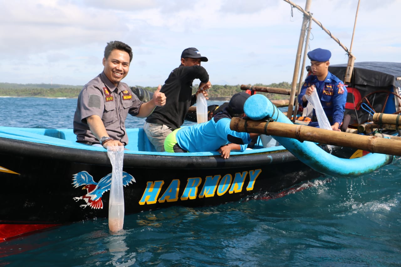 Sebanyak 54.800 Ekor Baby Lobster di Lepasliar
