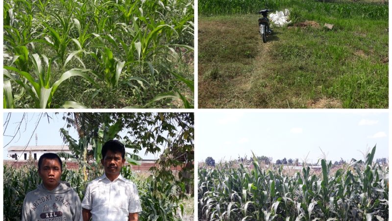 Garap dan Tanami Jagung Tanpa Izin Pemilik, Kepala Desa Telagasari Diminta Kosongkan Tanah