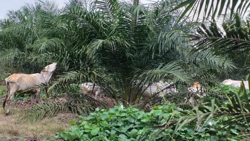 Kondisi Lahan PTPN IV Pabatu Sangat Memprihatinkan, Ketua LSM TOPAN RI Sumut Angkat Bicara