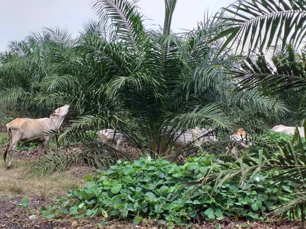 Kondisi Lahan PTPN IV Pabatu Sangat Memprihatinkan, Ketua LSM TOPAN RI Sumut Angkat Bicara
