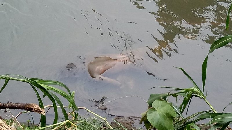 Menolong 2 Anak Kecil Yang Hanyut, Pria Ini Malah Ditemukan Jadi Mayat Di Sungai Sei Sikambing