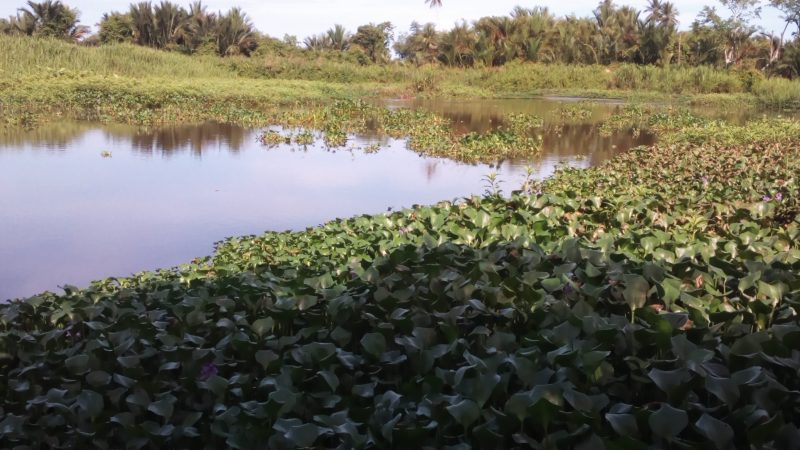 Dipenuhi Tumbuhan Eceng Gondok, Aliran Sungai Bubon Tidak Lancar