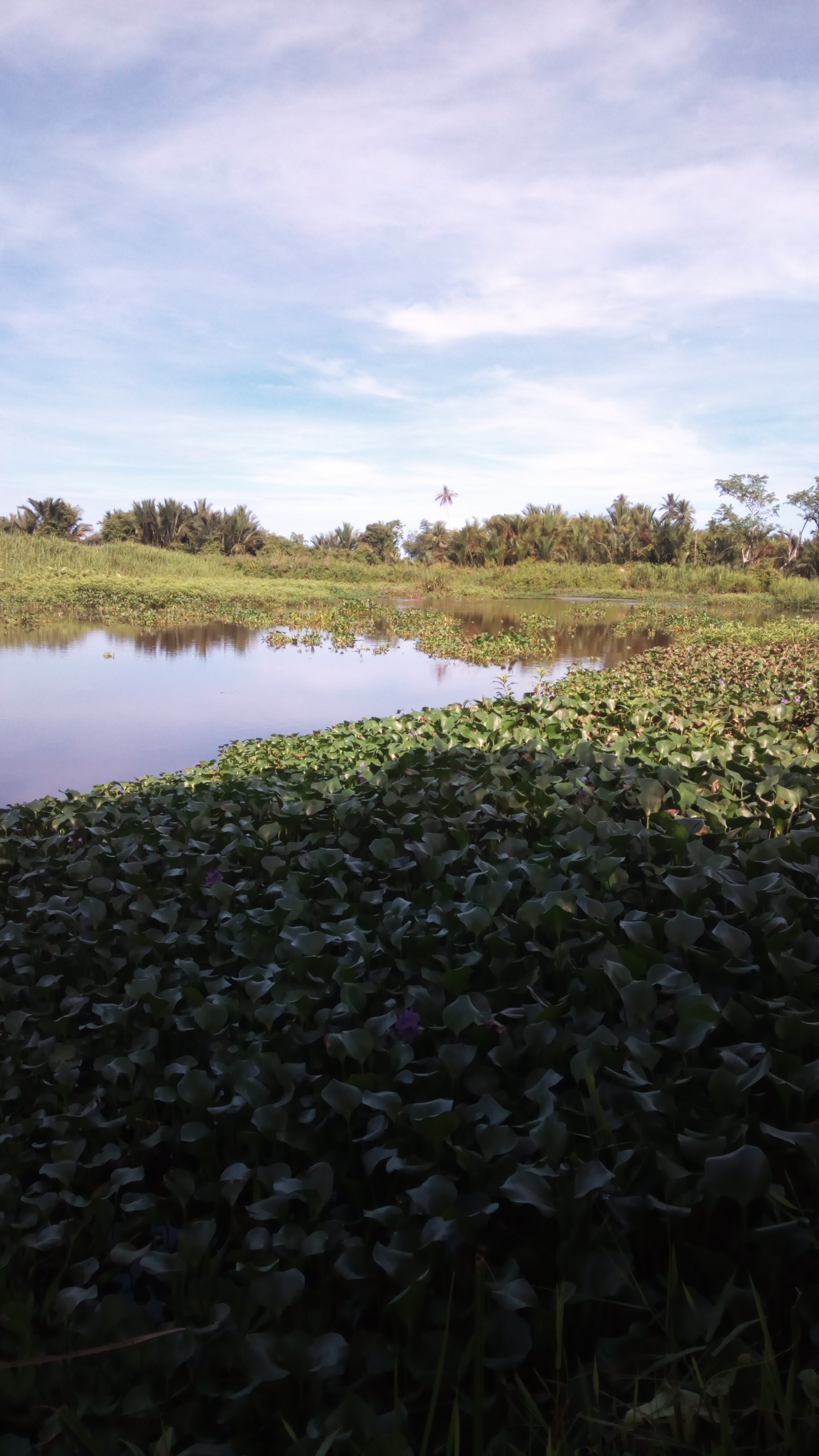 Dipenuhi Tumbuhan Eceng Gondok, Aliran Sungai Bubon Tidak Lancar