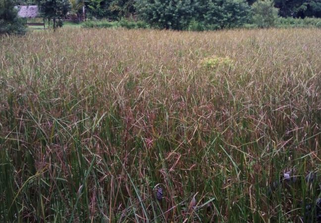 Rumput Gom di Samatiga Sulit Dibersihkan