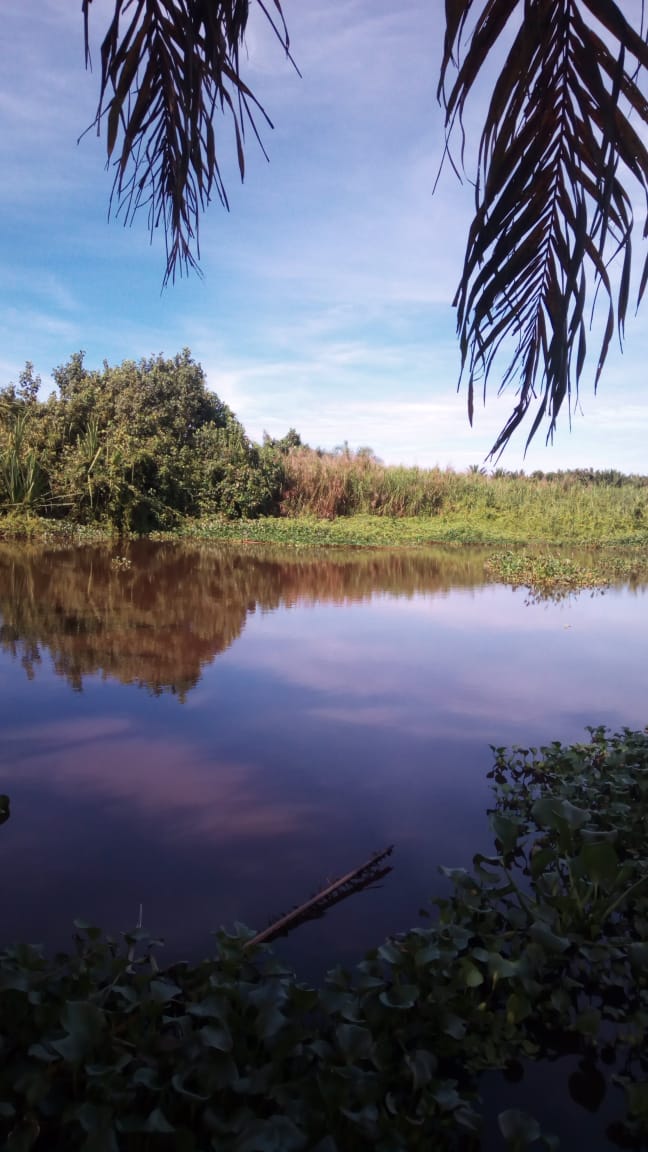 Enceng Gondok Masih Berkembang di Kawasan Rangkileh