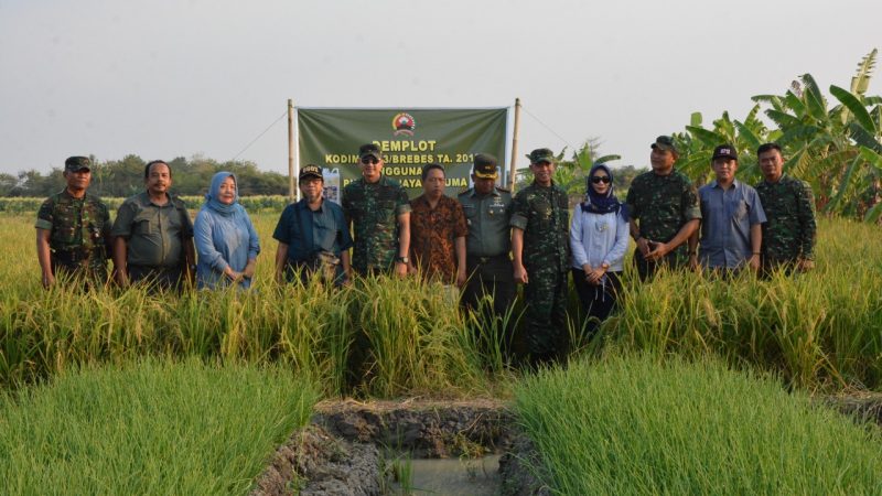 Danrem 071/Wijayakusuma Cek Demplot Padi Gunakan Pupuk Wijayakusuma Nutrition