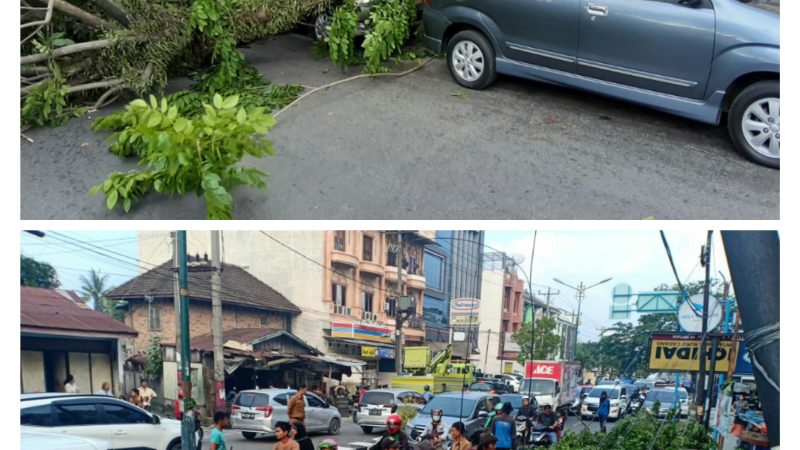 Ngerih..! Kota Medan Dihantui Pohon Tumbang