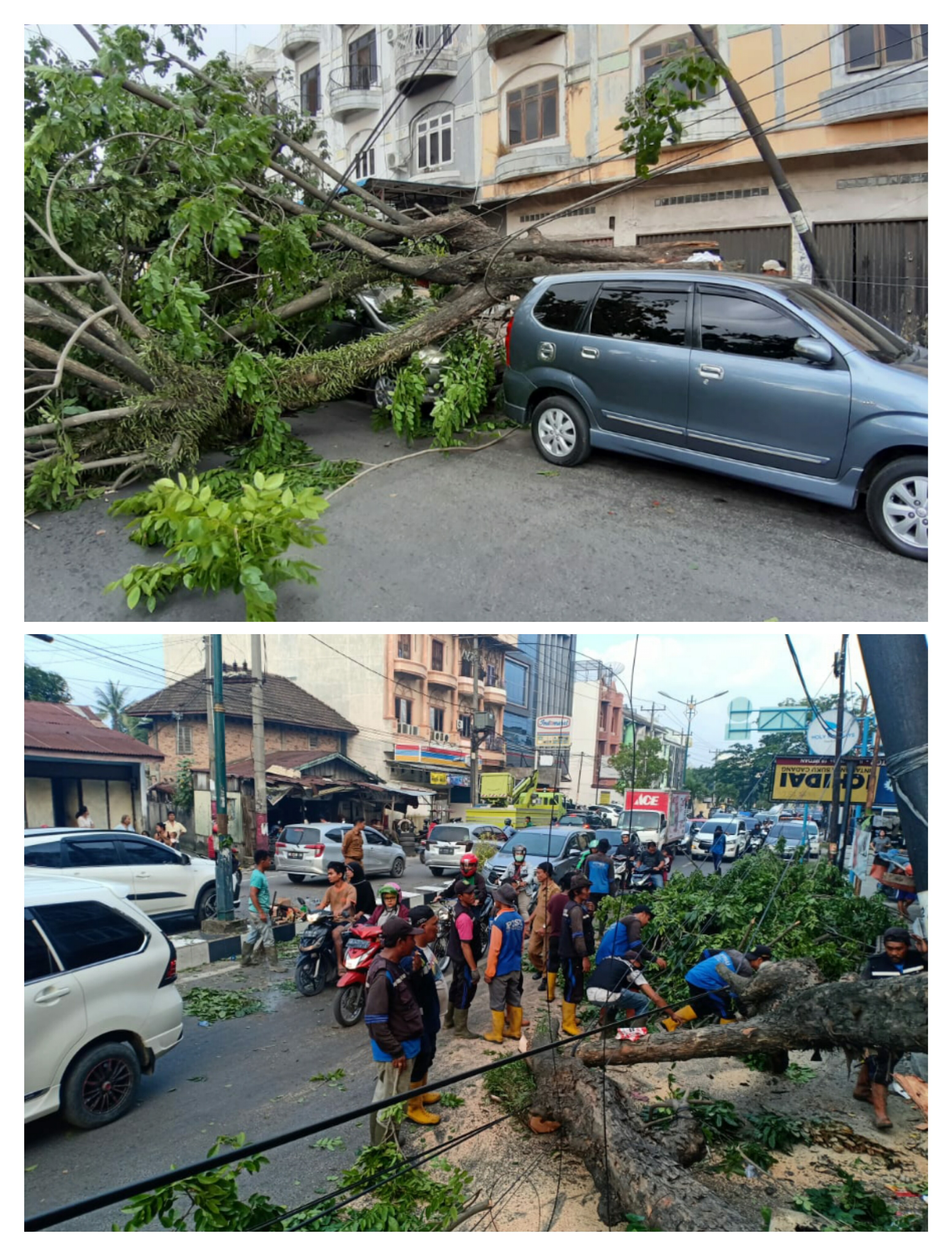 Ngerih..! Kota Medan Dihantui Pohon Tumbang