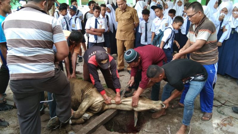 Idul Adha 1440 H, SMP N 1 Tanjung Beringin Sembelih 3 Ekor Hewan Qurban