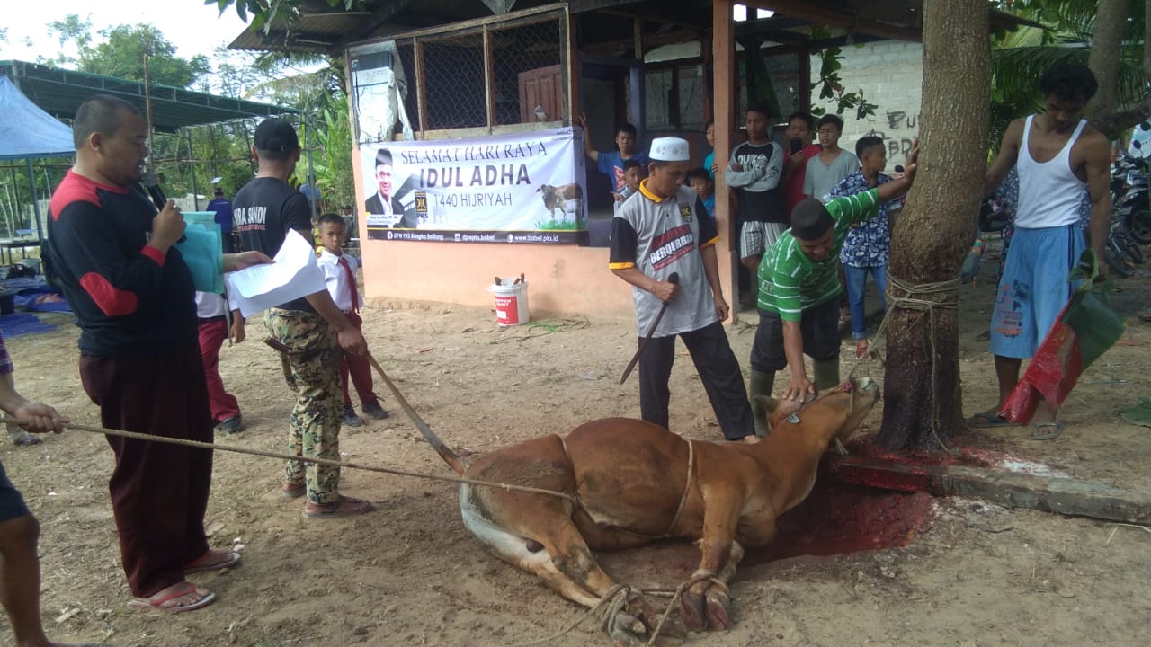 DPW PKS BANGKA BELITUNG MELAKUKAN PEMOTONGAN HEWAN QURBAN BERSAMA MASYARAKAT KOTA PANGKALPINANG