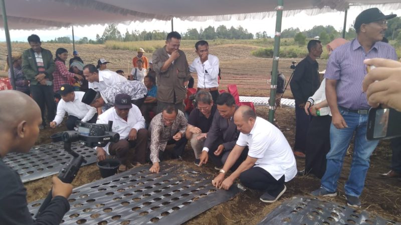 Sukseskan  Taput Lumbung Pangan Hutaginjang Ditanami Bawang Putih Seluas 30 Hektar