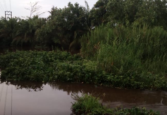 Meski Dipenuhi Enceng Gondok, Aliran Sungai Bubon Mulai Lancar