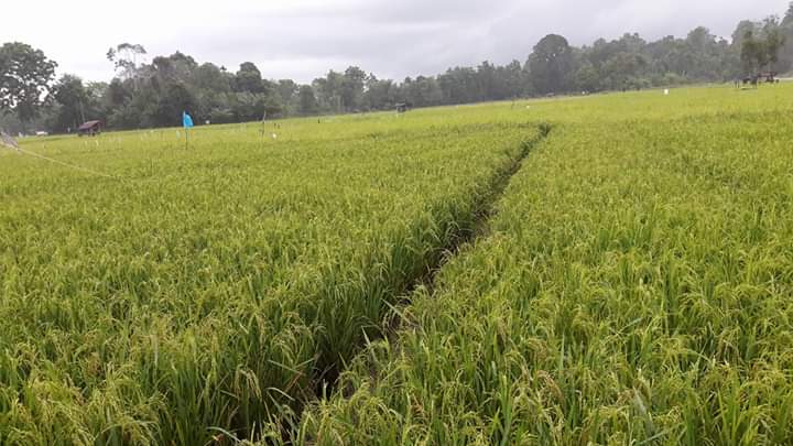 Harga Gabah Tertinggi Agustus 2019  Senilai Rp5.900,-