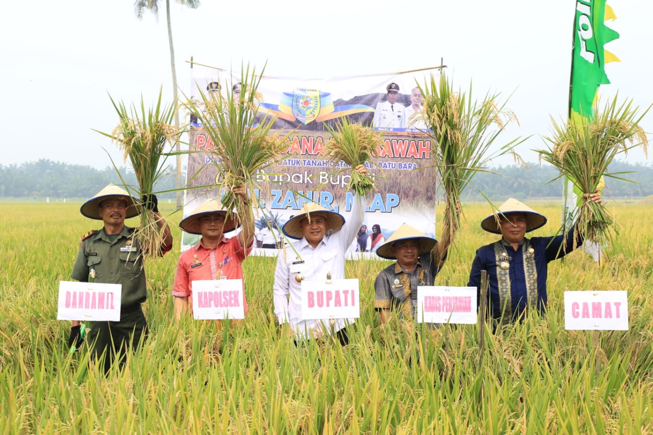 Bupati Batu Bara Zahir Panen Perdanana Di Desa Sei Muka