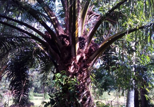 Harga Sawit Mulai Melonjak Naik di Sama Tiga