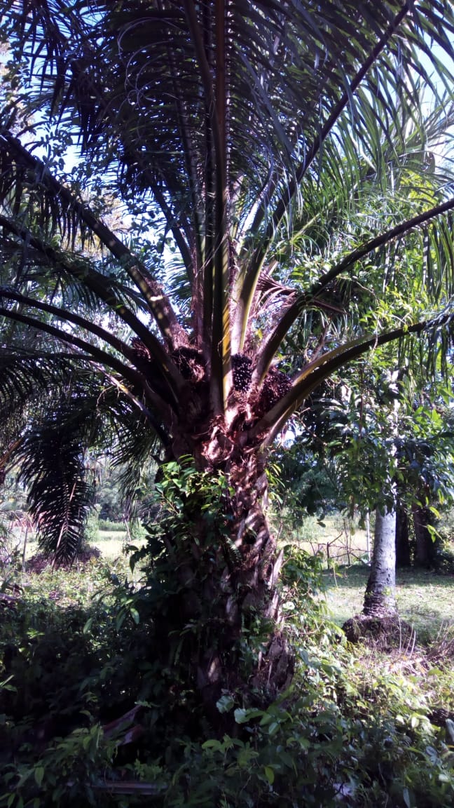 Harga Sawit Mulai Melonjak Naik di Sama Tiga