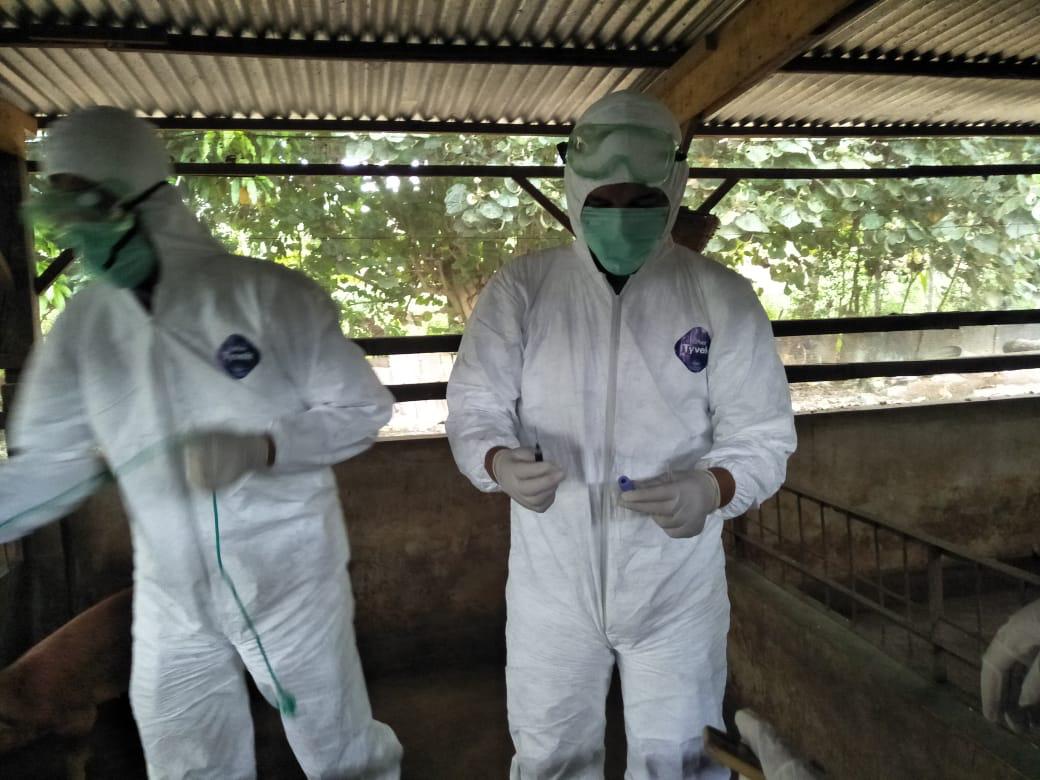 Heboh, 207 Ekor Babi di Karo Mati Terserang Virus Hog Cholera