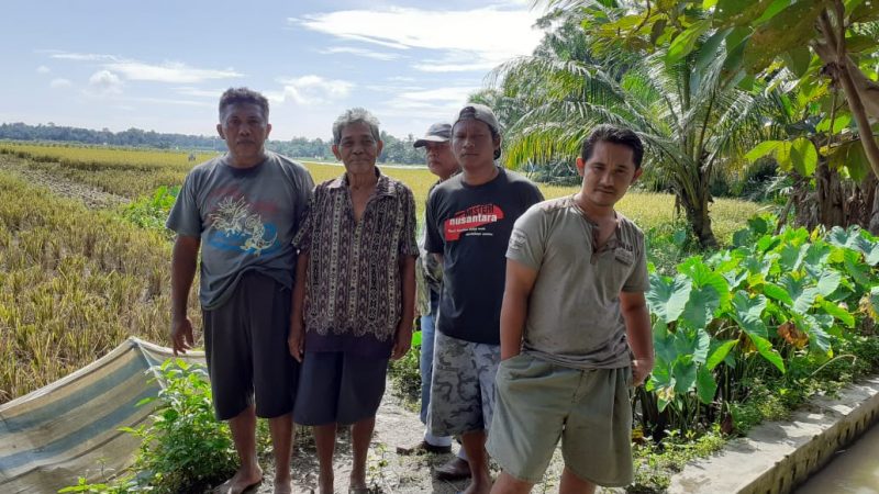 Camat Pematang Bandar Sengsarakan Kelompok Petani Padi