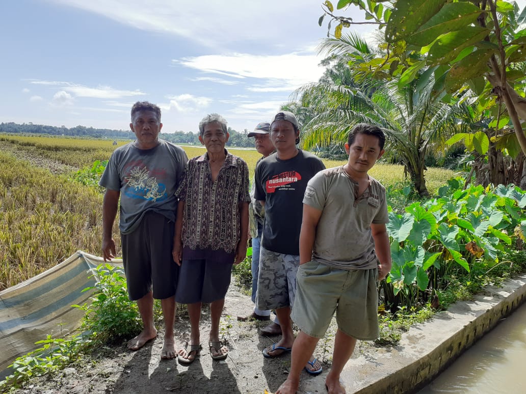 Camat Pematang Bandar Sengsarakan Kelompok Petani Padi