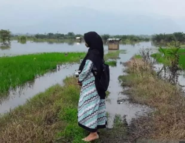 Akibat Banjir 3 Komoditas Terendam Banjir