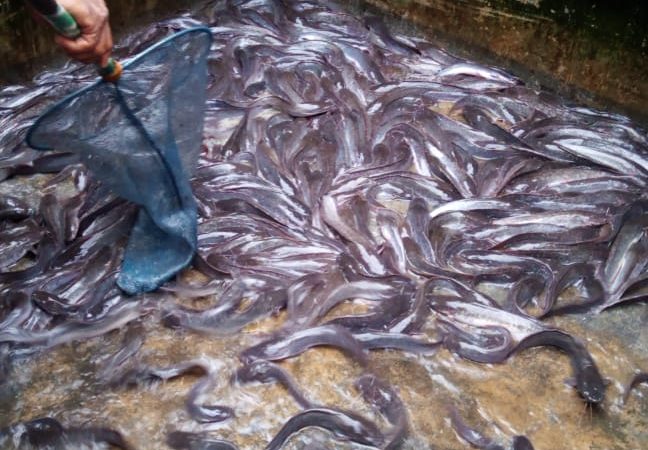 Ikan Sangkuriang Hasil Budidaya Masyarakat Gampong Ladang Sudah Dipanen