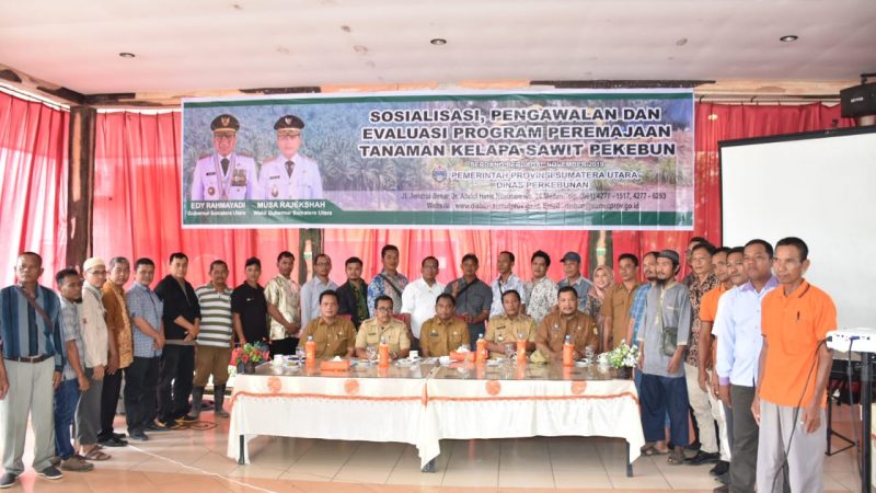 Dinas Perkebunan Provsu Sosialisasikan Program Peremajaan Kelapa Sawit Bagi Perkebunan Rakyat Di Sergai
