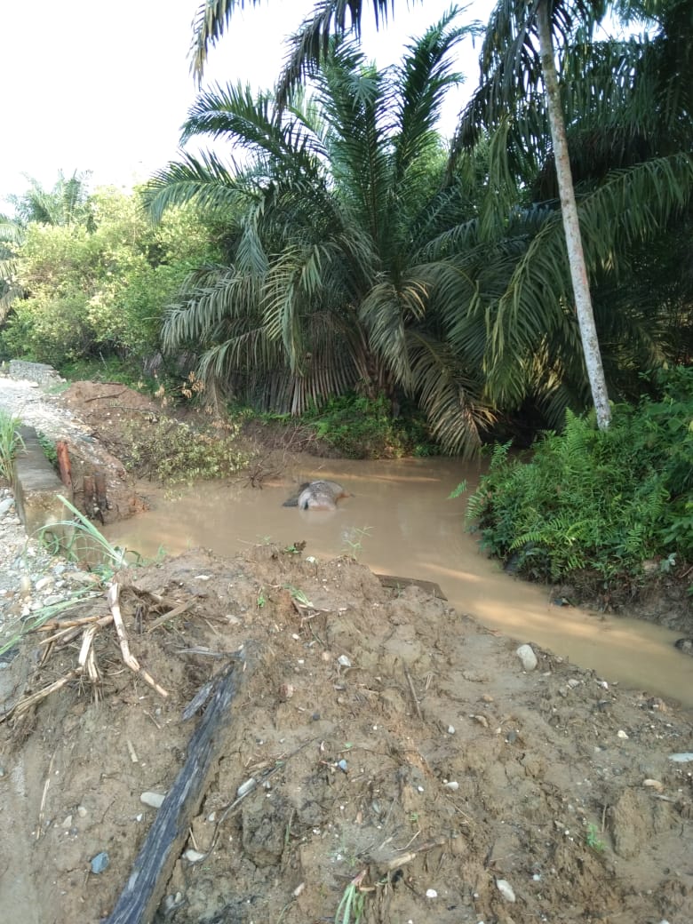 Setelah Di Medan, Bangkai Babi Juga Hebohkan Warga Aceh, Kota Subulussalam
