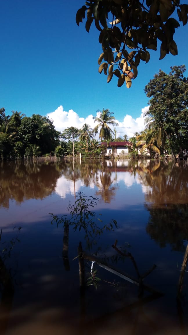 Areal Persawahan Didusun Drin Payong Tenggelam Dilanda Banjir