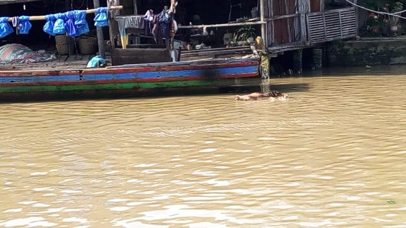 Gawat….Sampai Saat Ini Bangkai Babi Ada Lagi Di Sungai Bedagai
