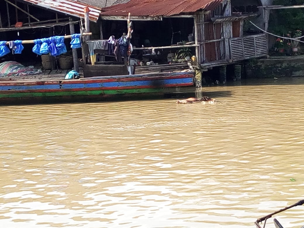Gawat….Sampai Saat Ini Bangkai Babi Ada Lagi Di Sungai Bedagai