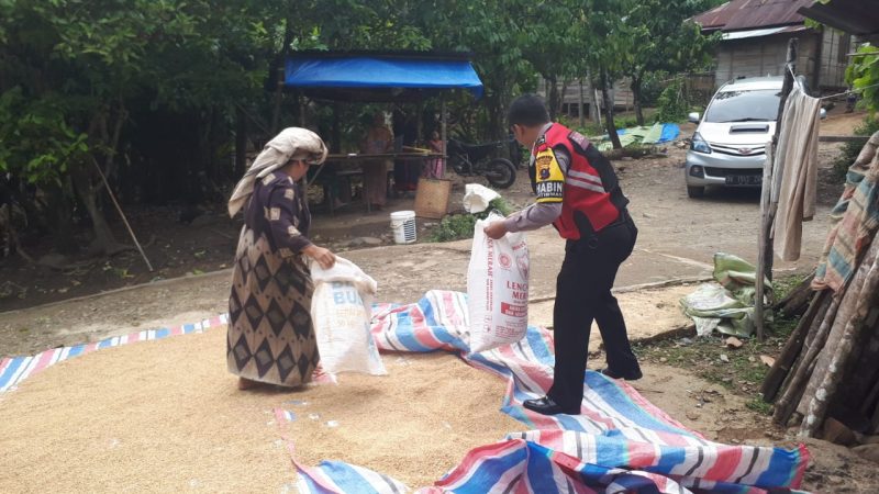 Briptu Yanwar Yudistira Sinaga Bantu Petani Jemur Padi
