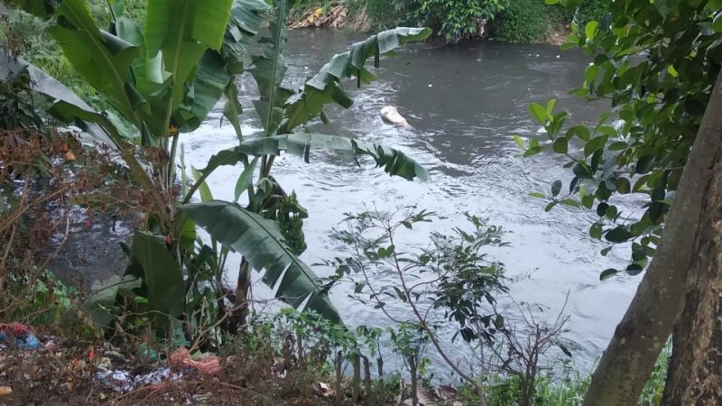 Puluhan Bangkai Babi, di Temukan di Sungai Tembung