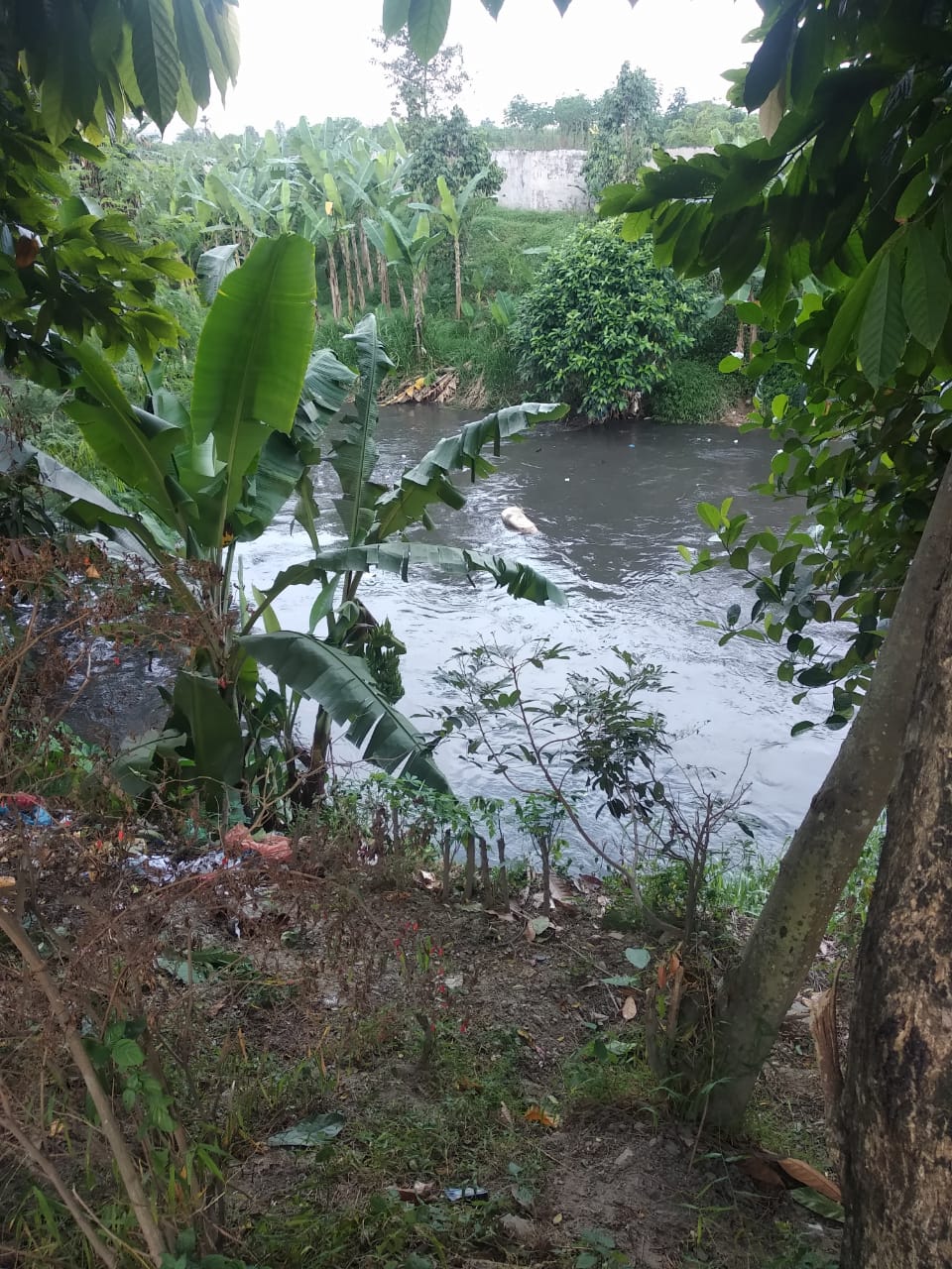 Puluhan Bangkai Babi, di Temukan di Sungai Tembung