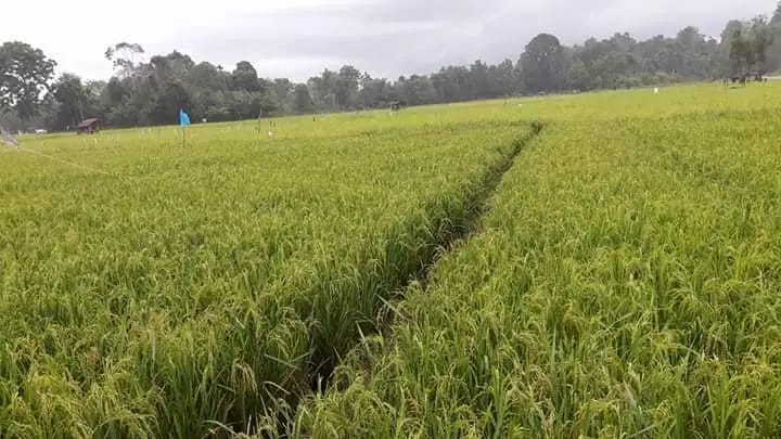 Harga Gabah Gilingan Tertinggi di Sumut Rp6.345.00 per Kg
