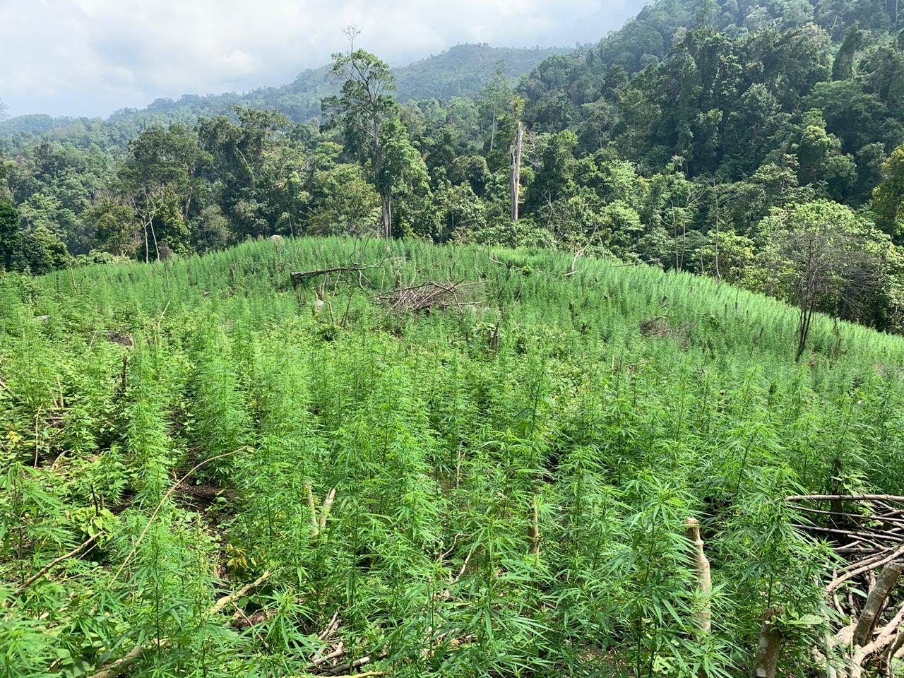 BNN Musnahkan 4 Hektar Ladang GANJA di Pegunungan Seulimun