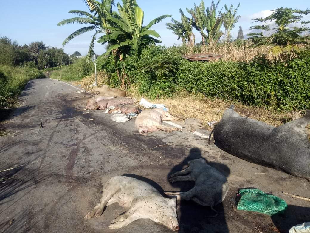 Bangkai Babi Masih Dibuang Sembarangan, Dinas Pertanian dan Lingkungan Hidup Kewalahan