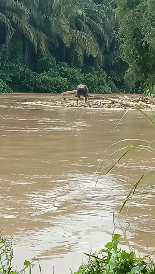 Dampak Banjir Kiriman, Air Sungai Bilah Bercampur Lumpur, Akibatnya Banyak Ikan Mabuk dan Pingsan