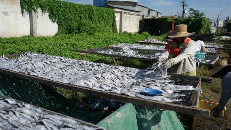 Kolaborasi PLN Dan Universitas Sumatera Utara Berikan Bantuan Alat Pengering Ikan Sederhana Berbasis Listrik