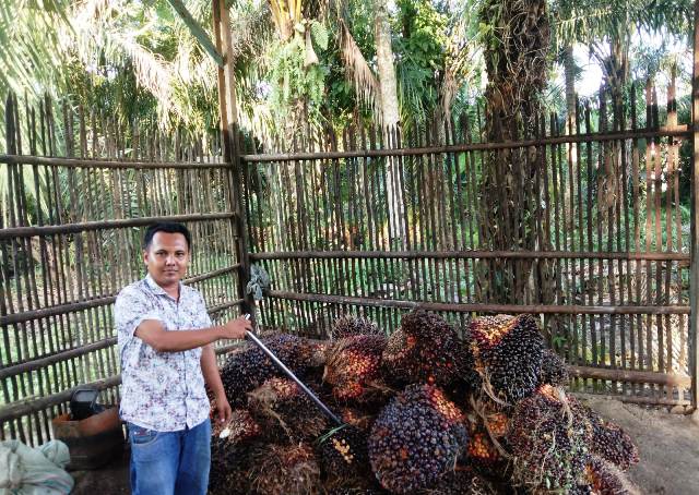 Jelang Imlek Harga TBS Turun