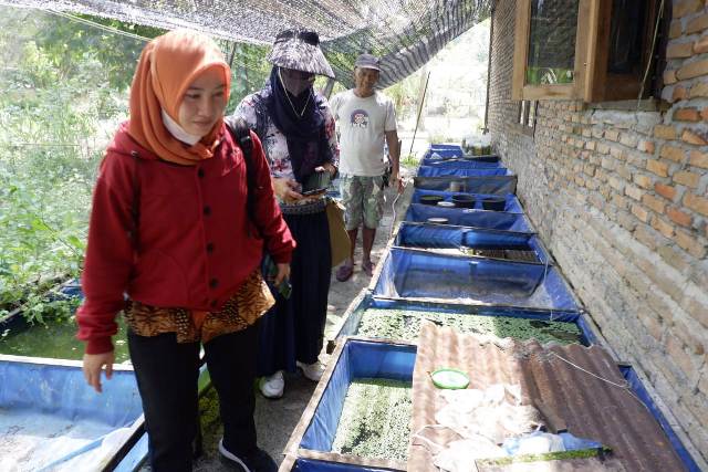 Analis Akuakultur Kunjungi Budidaya Ikan Hias