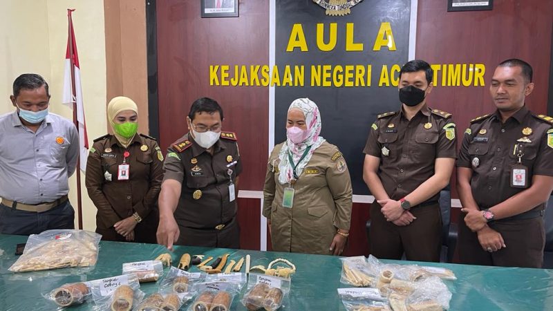Kejaksaan Negeri Aceh Timur Menyerahkan Barang Rampasan Berupa Gading Gajah Ke Pihak BKSDA Aceh