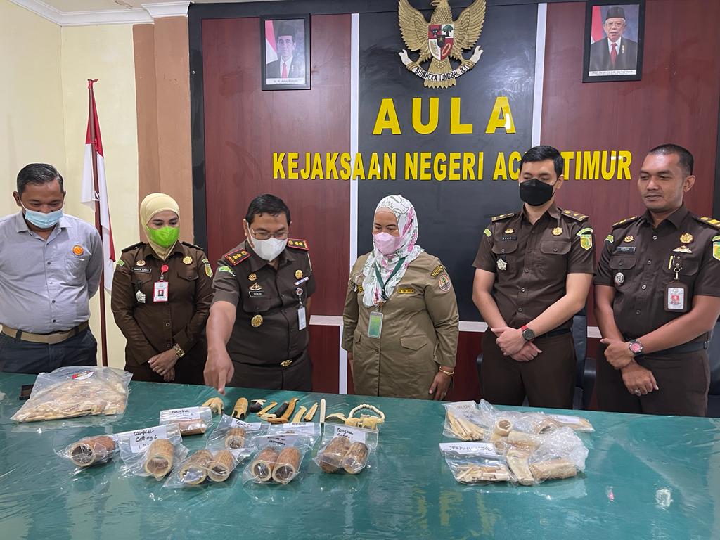Kejaksaan Negeri Aceh Timur Menyerahkan Barang Rampasan Berupa Gading Gajah Ke Pihak BKSDA Aceh