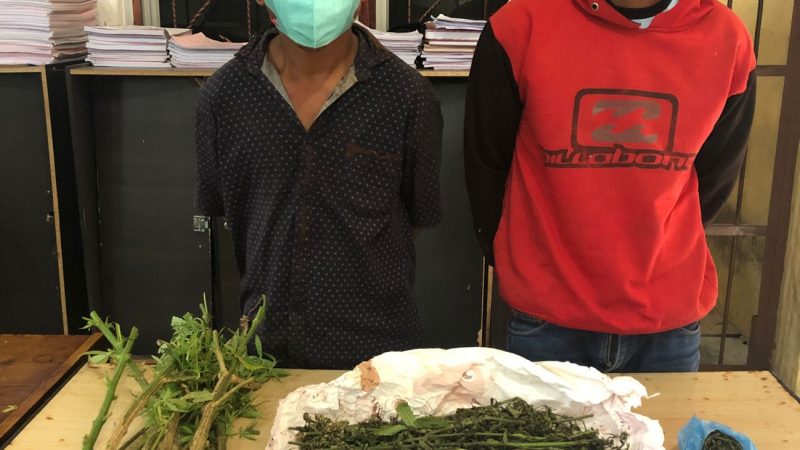 Sat Narkoba Polres Simalungun Temukan Ganja dalam Ladang Cabe di Kecamatan Silimakuta