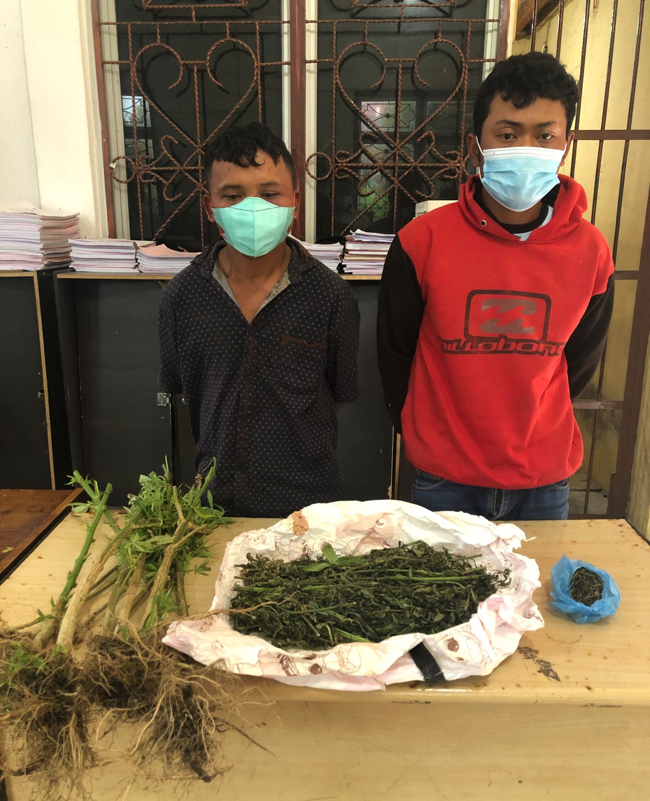 Sat Narkoba Polres Simalungun Temukan Ganja dalam Ladang Cabe di Kecamatan Silimakuta