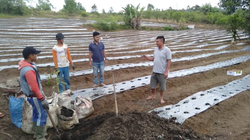 Bukan Hanya Pemerataan Pembangunan, Kades Sisordak Sudihartono Purba Juga Motivasi Masyarakat Giat Bertani
