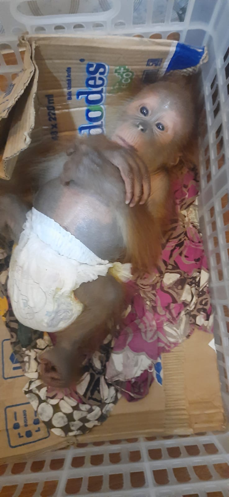 Polda Sumut Ungkap Perdagangan Orang Utan