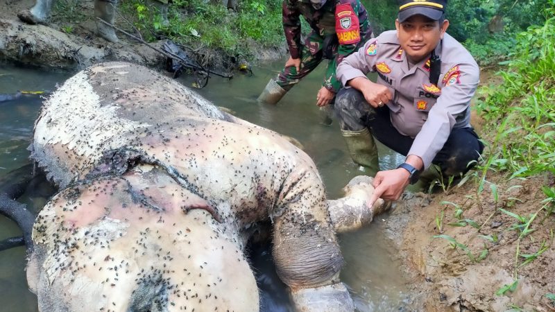 Seekor Gajah Jantan Ditemukan Mati di Hutan Pedalaman Peunaron, Aceh Timur