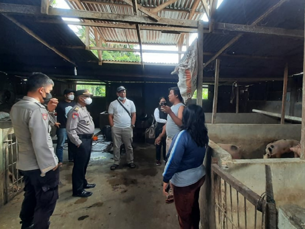 Pemkab Samosir Bersama Polres Antisipasi Wabah PMK