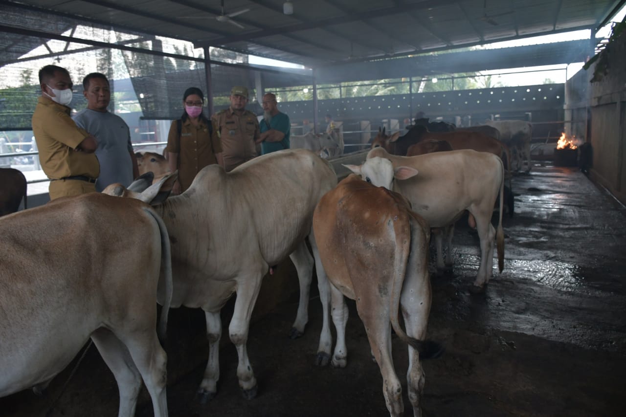 Tinjau Ternak Lembu, Bupati Sergai : Jangan Panik, Penyakit LSD Bisa Sembuh